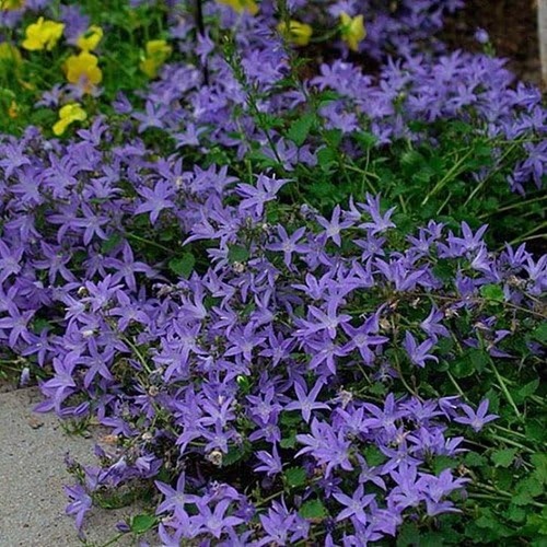 Campanula poscharskyana blue - campanula,