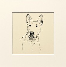 BULL TERRIER dog vintage sketch print by KF Barker 1930s/40s - mounted