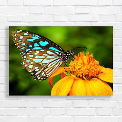 Blue butterfly fly morning - blue, in
