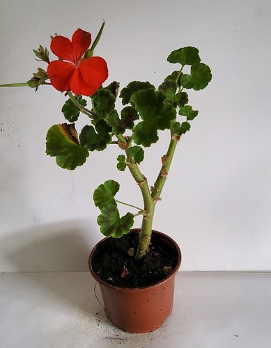Red geranium - geranium, (pelargonium)