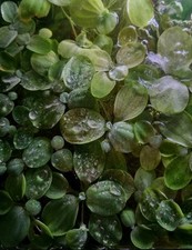 10 Floating Pond/Freshwater Aquarium Plant Water Lettuce