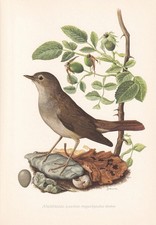 1954 NIGHTINGALE Bird Print -