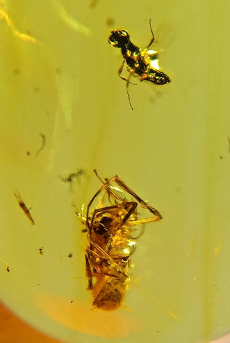 Burmite two spiders - -,