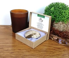 Opalised Cleoniceras Ammonite