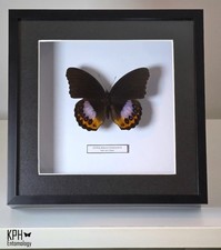 Hypolimnas Pandarus. Framed