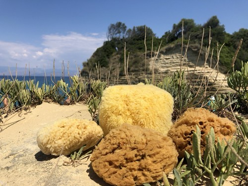 Natural greek sea sponge - sea, 6”