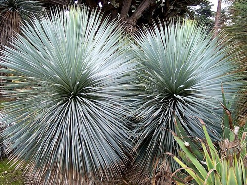 Yucca rigida stunning - yucca,