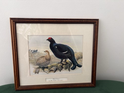 Framed black grouse - framed, by