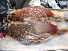 FEATHERS FROM 2 COCK PHEASANTS PLUS 4 WINGS 2 TAILS FLY TYING, ARTS ,CRAFTS ETC