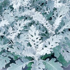 40 Cineraria Silver Dust