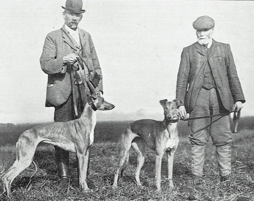 Hare coursing meeting - meeting, farcet