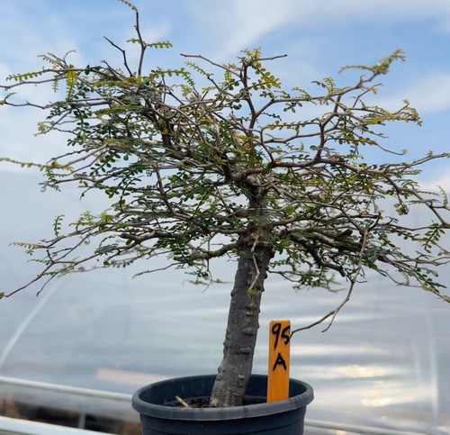 Rare live house plant - rare,