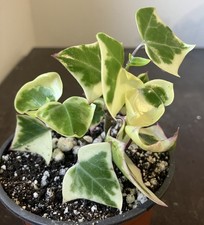 Senecio macroglossus - senecio,
