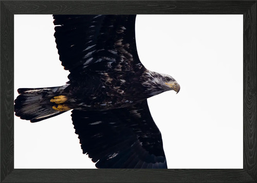 Juvenile bald eagle - , close