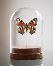 Peacock Aglais io, Bell Jar