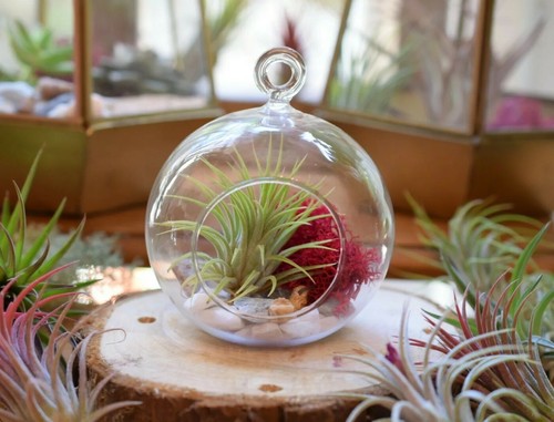 Air plant terrarium hanging - plant,
