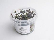 Rotala Rotundifolia Blood Red