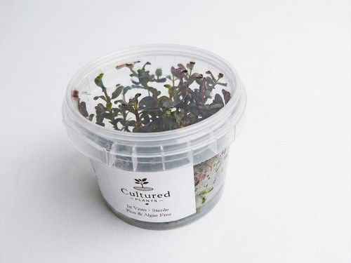Rotala rotundifolia blood red - rotala,