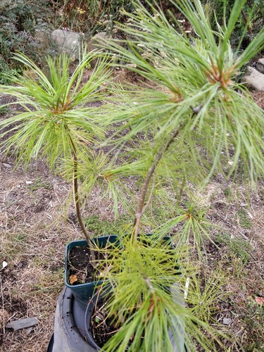 Chinese white pine pinus - chinese, pine/pinus