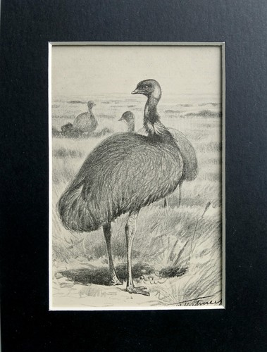 Emu cockatoo mounted antique - emu,
