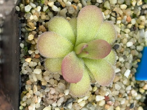 Pinguicula linz - pinguicula,