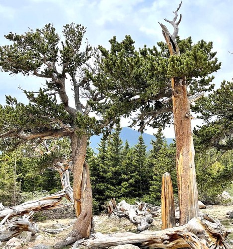 Pinus aristata 20cm - pinus, |