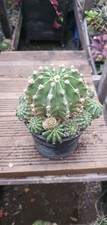 Echinopsis Ancistrophora