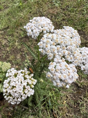 Common yarrow in 6cm - yarrow,