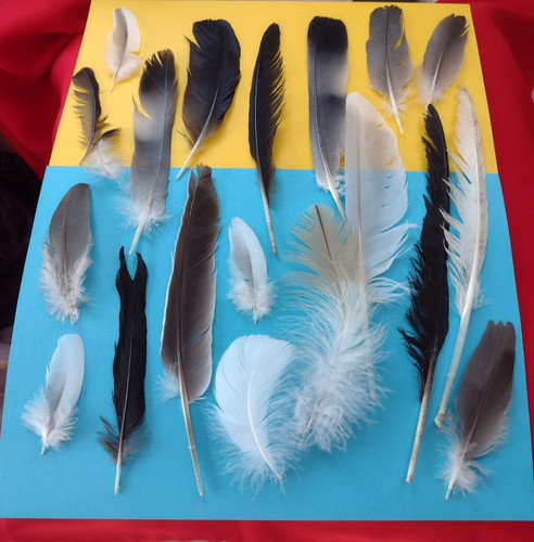 21x natural feathers - feathers, free