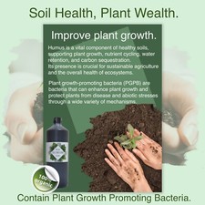 Clivia. Clivia Miniata. Clivia