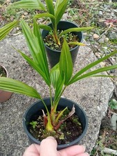 Trachycarpus Fortunei Hardy