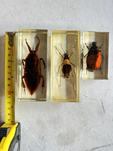 Beetle insect taxidermy - insect,