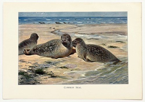 Common seal 1916 antique - -,