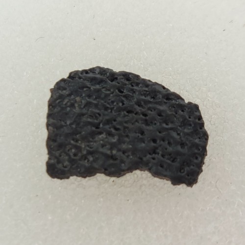 Hadrosaur egg shell fossil - hadrosaur,