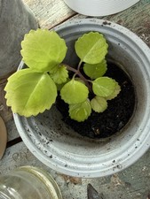 Small Swedish Ivy Potted Plant
