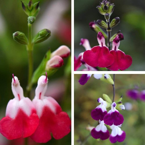 Salvia plants lips plugs - salvia,