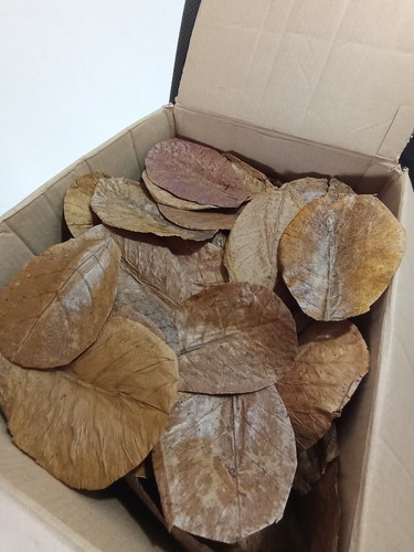 Indian almond leaves catappa - indian,