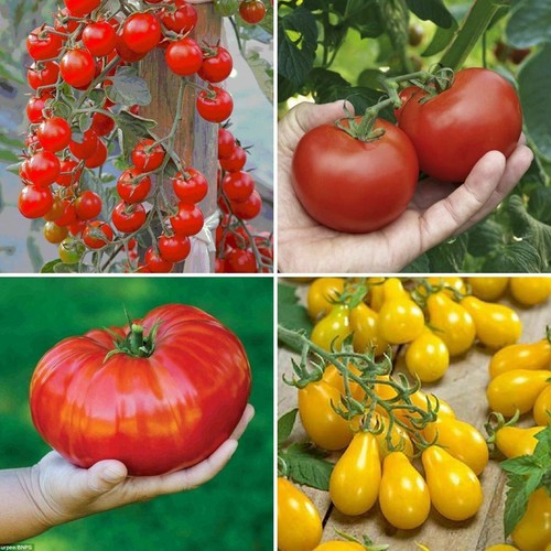 Mix tomato plug plants 4 - x4,