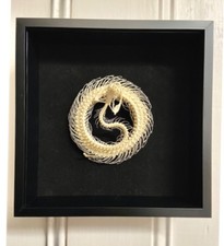 snake skeleton framed.