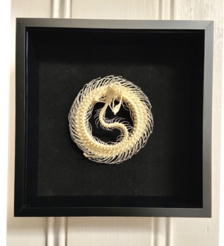 Snake skeleton framed - snake,