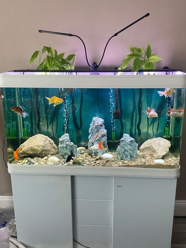 Boyu aquarium fish - boyu, white