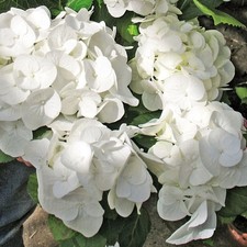 Hydrangea macrophylla Shakira
