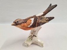 Goebel brambling pinson bird - brambling,