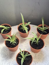 Spider Plants x3  - Well Rooted In Pot Very Good Air Purifier, 3 plants 