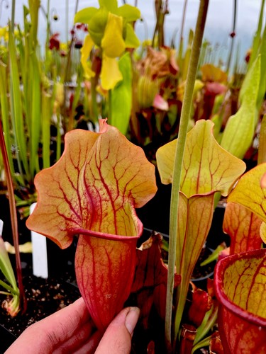 Sarracenia catesbaei true - sarracenia,