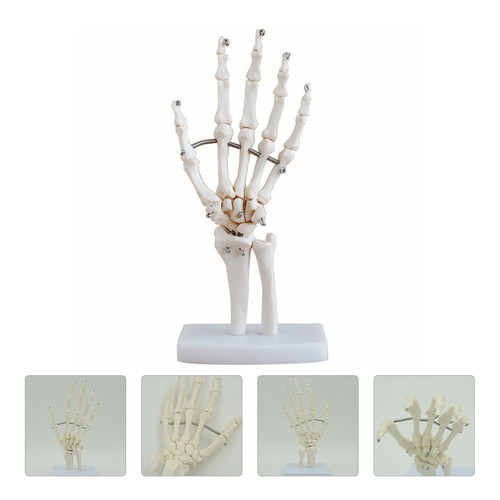 Human hand skeleton model - hand,