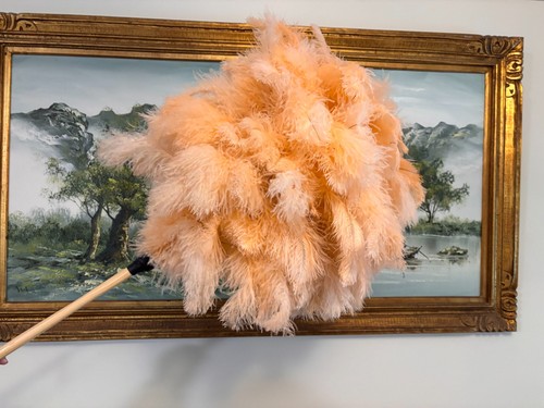 First grade ostrich feather