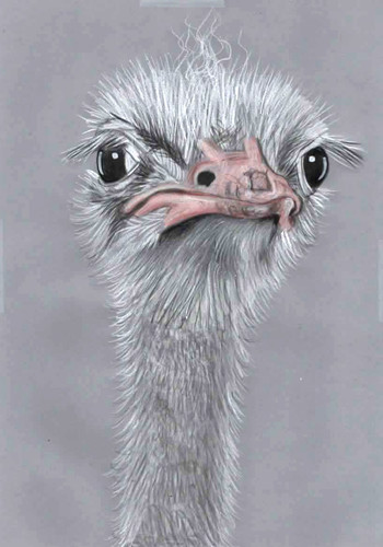 Original color pencil art - color,