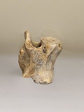 Stunning hell creek vertebra - hell,
