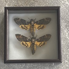 A Stunning Pair of Death's Head hawk moth specimens in solid oak frame